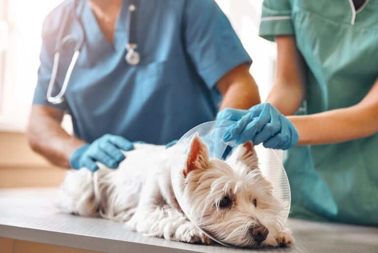 Careers Barnes Lake Veterinary Center